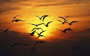 4262_Birds-fly-in-orange-light-of-sunset